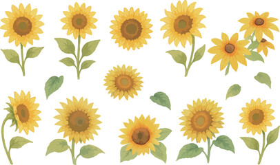 A set of hand-painted watercolor sunflower illustrations featuring various angles and arrangements, including leaves. 