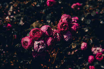 series on flowers in the light of sunset