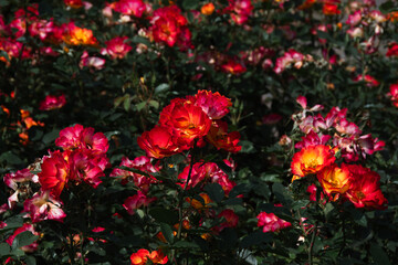series on flowers in the light of sunset