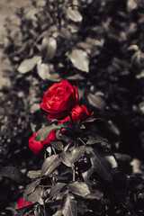 series on flowers in the light of sunset