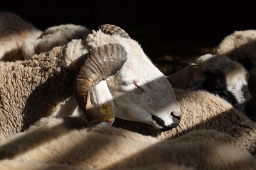 A close-up photograph of a resting ram with curled horns, lying peacefully among other sheep in a sun-dappled pen. 