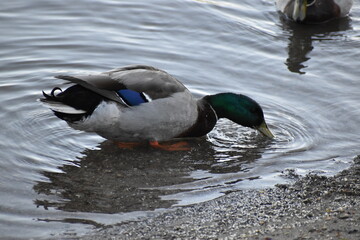 Ducks forage on river shore