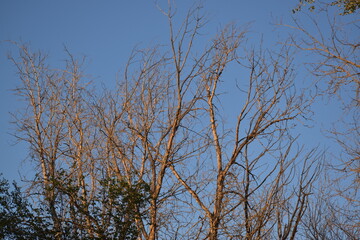 Branches against blue sky