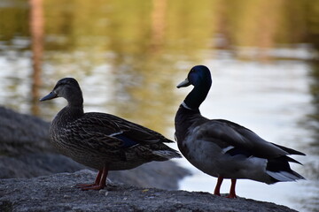 Duck couple on rock
