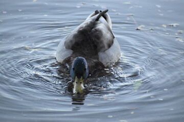 Duck foraging in water