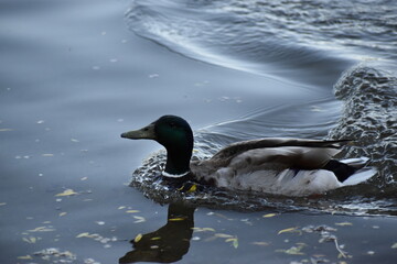 Duck Swimming