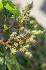 Aphids pest colony close up. Rosebuds covered in aphids. Macrosiphum rosae