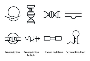 Genetic research icon set: linear style for dna, transcription, rna symbols