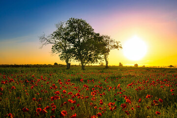 Three Trees in a Field of Red Poppies at Sunset with Golden Skies - fields of Golega - Ribatejo - Portugal