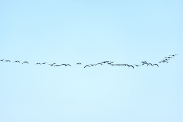 Flock of the birds in the sky.