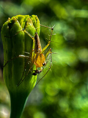 spider on a leaf