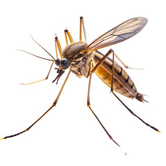 Closeup of a Mosquito