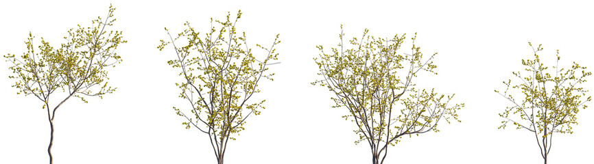 Set of Chimonanthus praecox (also known as wintersweet and Japanese allspice) blossoming trees frontal isolated png on a transparent background perfectly cutout