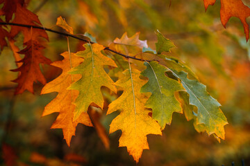Close-up of oak leaves shifting from green to gold and orange on a single branch. Color transition, seasonal evolution, autumn gradient, environmental change..
