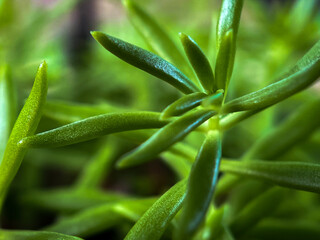 Obraz premium aloe vera plant