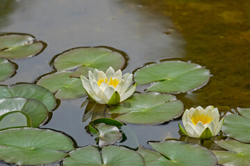 Weisse Seerosen (Nymphaea alba)