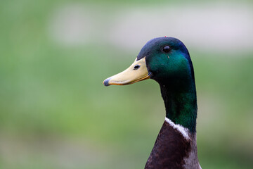 Head of a male mallard duck on a blurred background