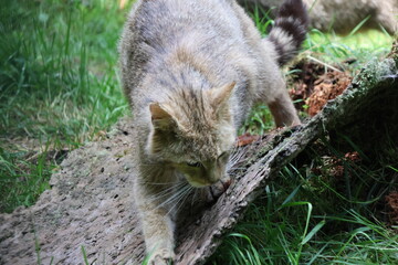 European wildcat surrounded by nature