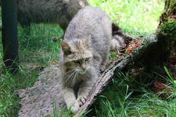 Obraz premium European wildcat surrounded by nature