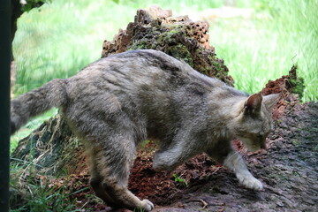 European wildcat surrounded by nature