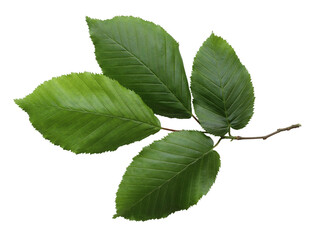 Fresh green branch of hornbeam. Shiny leaves, natural foliage. Vibrant leaf cluster, lush greenery decoration. Botanical natural element for design projects isolated on transparent background. Flat la