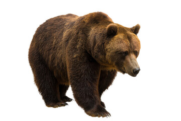 Fototapeta premium Majestic Brown Bear Powerful Symbol of Wilderness