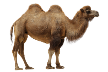 Magnificent Bactrian Camel A Majestic Creature of the Desert