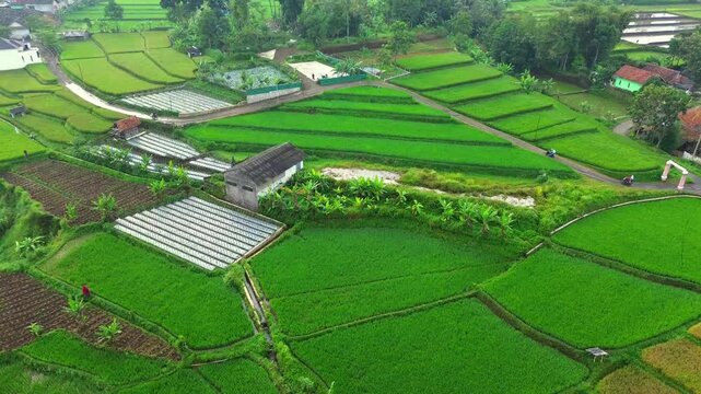 aerial view of rice field