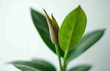 Obraz premium Close-up ficus rubber plant leaves with bud opening. Young green leaf growth, home gardening, plant care concept. Gardening, botany, nature, care, spring season, eco theme.