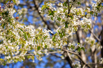 Blooming white blossom branches against clear blue sky