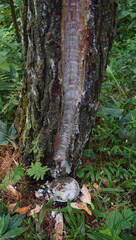 pine tree sap tapping