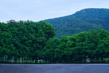 Fototapeta premium 穏やかなる息吹 - 地平線に広がる.生命の調和