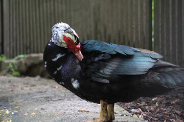Muscovy duck at the pond