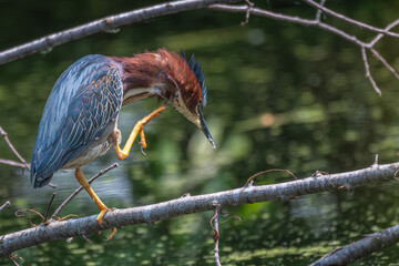 Green heron raising its foot to scratch its head.