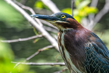 Closeup of a green heron staring off-camera.