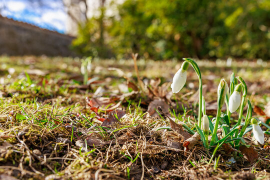 Early spring snowdrops blooming in sunlit garden