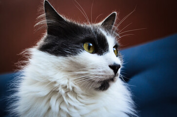 Close-up of a long-haired gray and white cat with bright yellow eyes, gazing attentively to the...
