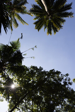Low angle shot looking up at palm trees and blue sky on a tropical island.
