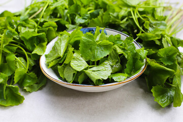 Gotu kola, fresh green leaves