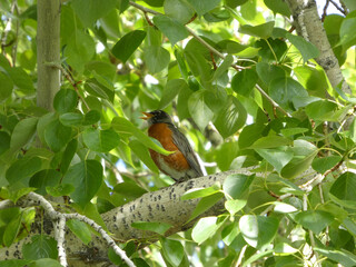 an American robin bird with a bright orange breast and black plumage sitting on a tree branch surrounded by green foliage