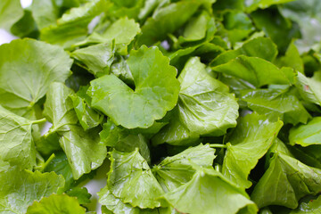 Gotu kola plant, Fresh green leaves of herb