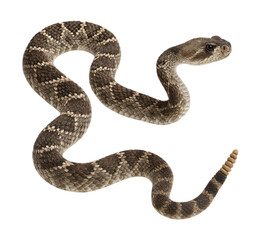 Fototapeta premium A Coiled Brown and Gray Snake with Intricate Patterns Displaying Its Unique Physical Features, Isolated on Transparent and White Background