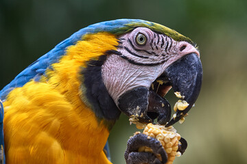 The stunning Blue-and-yellow Macaw showing off its vibrant colors under the warm skies. Every feather tells a story of the Amazon’s beauty and wild spirit. Manu National Park-Peru