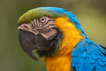 The stunning Blue-and-yellow Macaw showing off its vibrant colors under the warm skies. Every feather tells a story of the Amazon’s beauty and wild spirit. Manu National Park-Peru