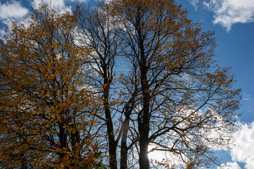 Autumn tree with golden leaves against a clear blue sky, showing off the vibrant colors of autumn.