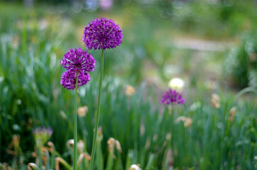 Purple Allium flowers in the garden