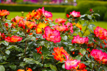 Obraz premium Beautiful roses in full bloom at the Japan Rose Garden.