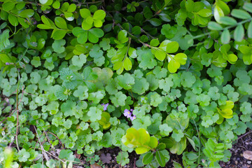 Green leaves in the garden
