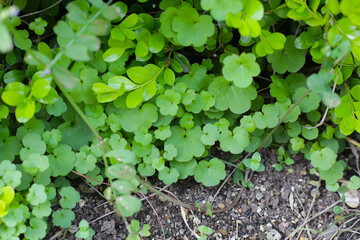 Green leaves in the garden