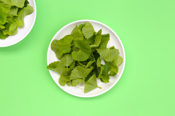 Gotu kola plant, Fresh green leaves of herb